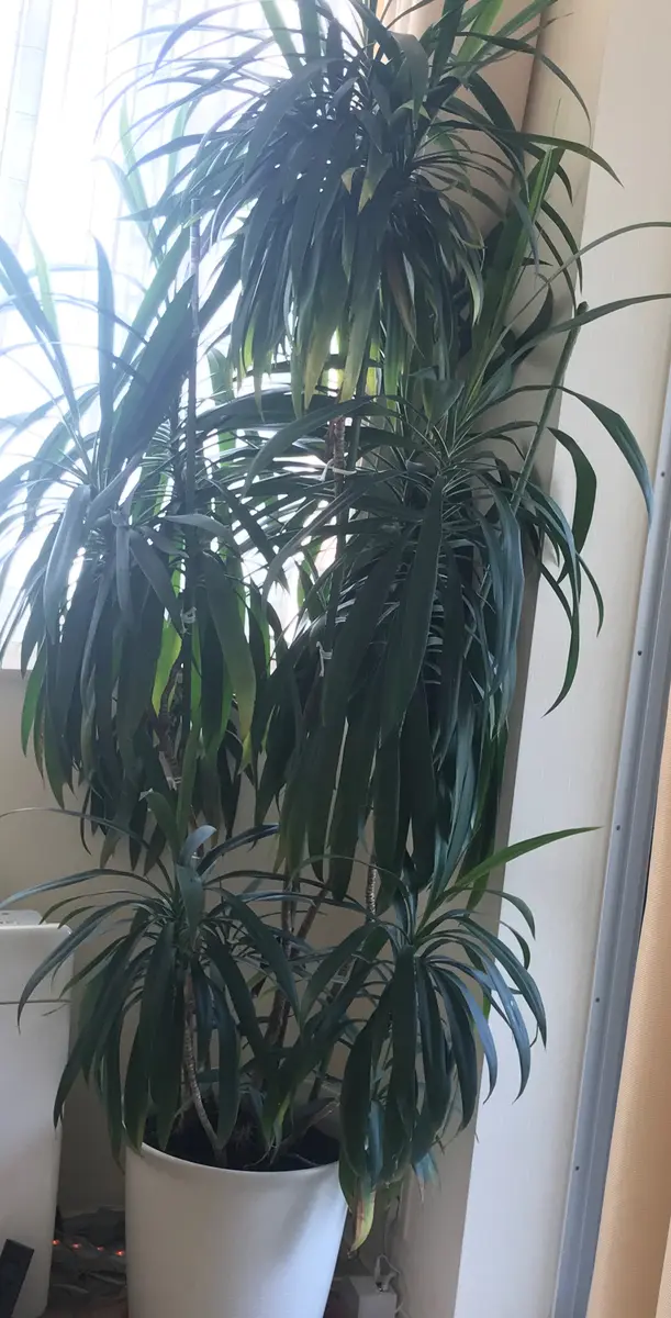 25年位前に購入した観葉植物の名前を恥ずかしながら知りません
