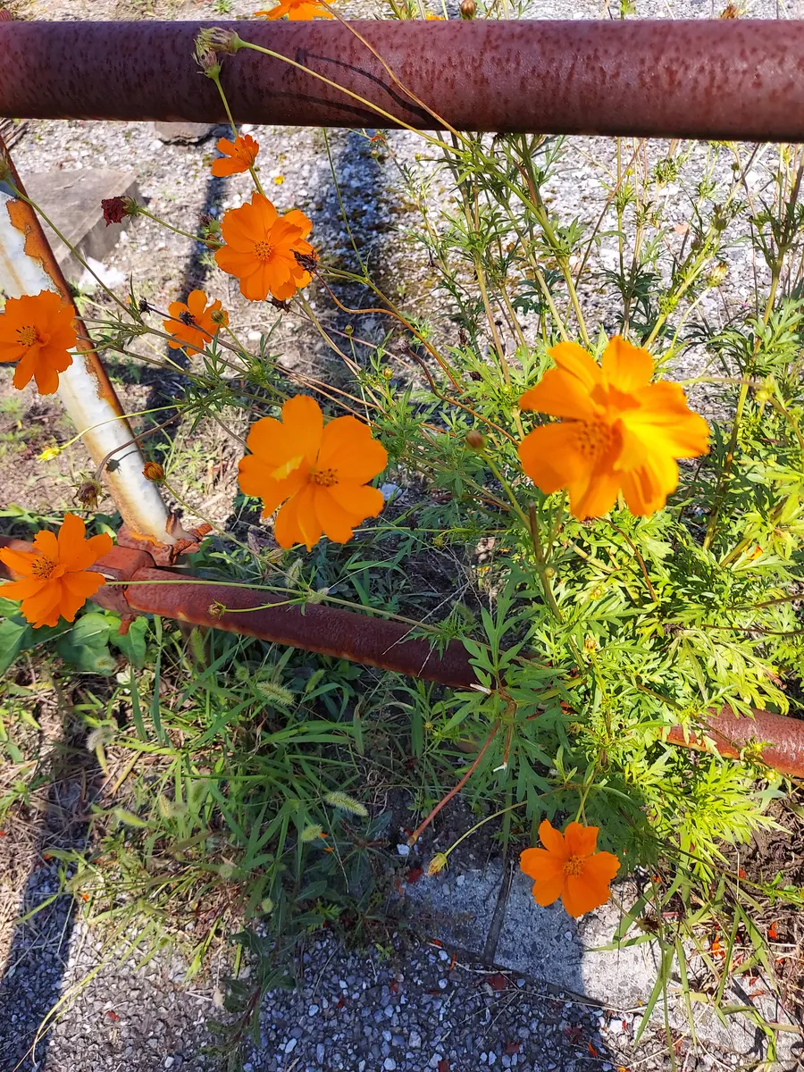 オレンジ色した花はコスモスですか⁉️散歩してて気になりました 