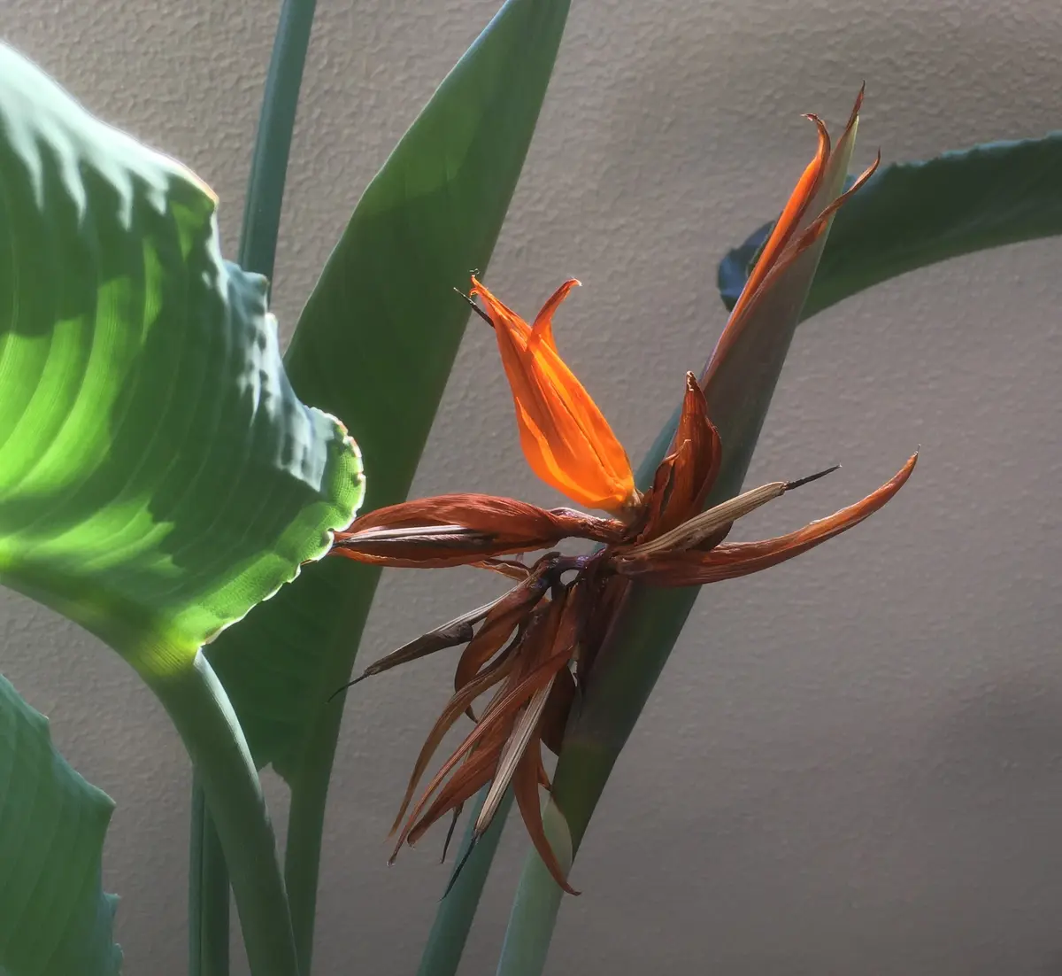 極楽鳥花の花後処理について教えてください。3年育てて初めて