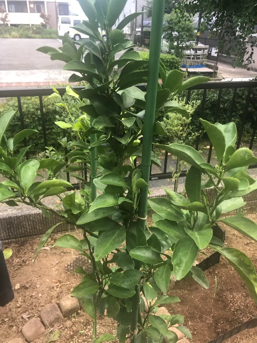 スイートスプリングを植えてみました。新芽はそのまま伸ばした 
