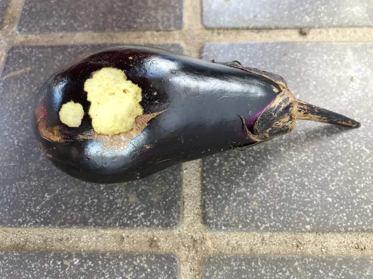 茄子が誰かに食べられました。地面から40cmほどの高さにありま