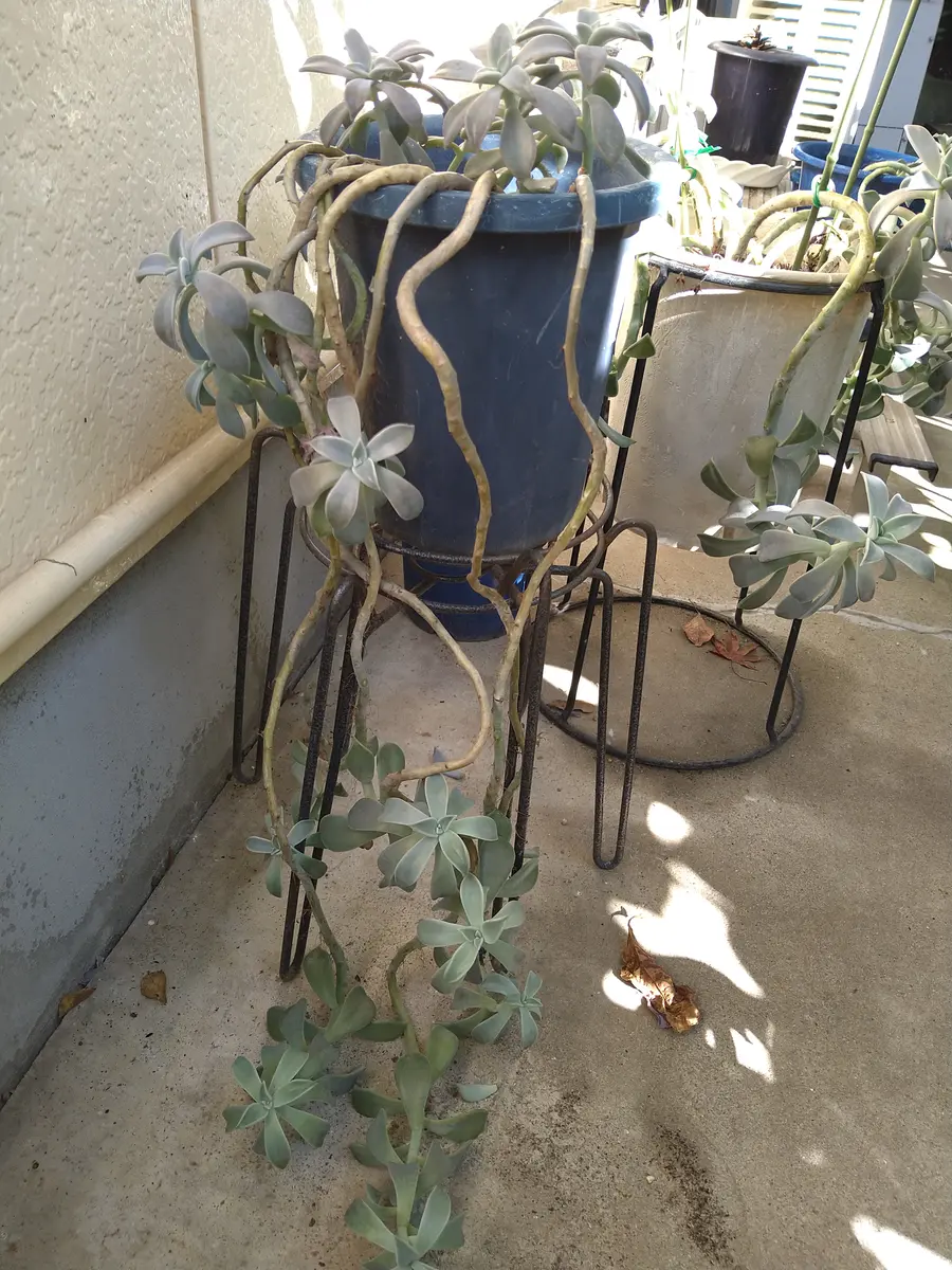 多肉植物と思うのですが名前を教えて下さい。茎が伸びすぎてい