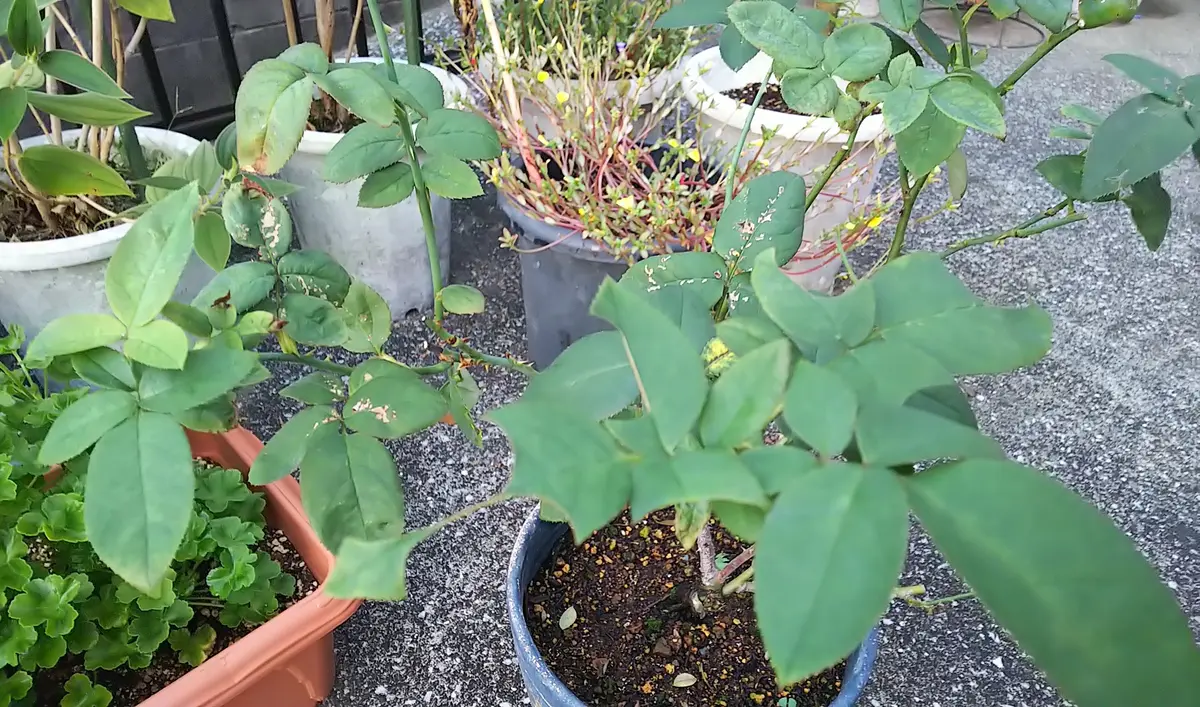 画像を追加しました】バラの花芽について。鉢で立ち性のバラ