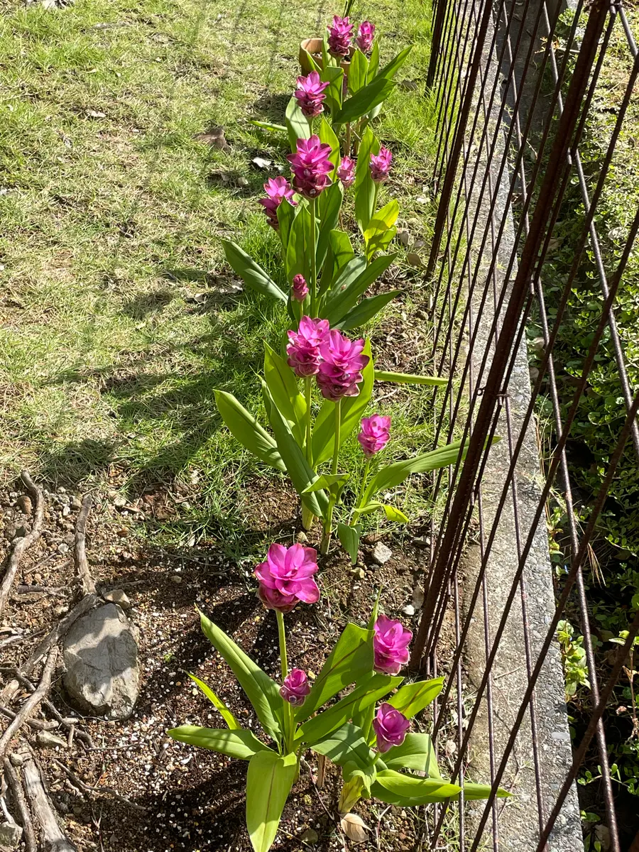 今年初めてクルクマを地植えしました、写真の通り元気に咲いて