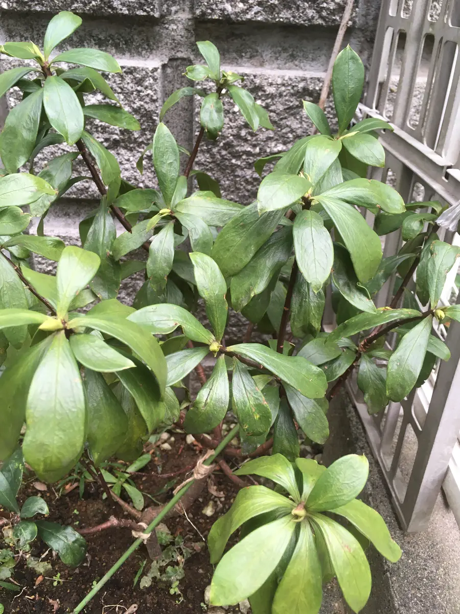 沈丁花ページ② 沈丁花について教えてください。知人から枝を貰い、挿し木で｜園芸