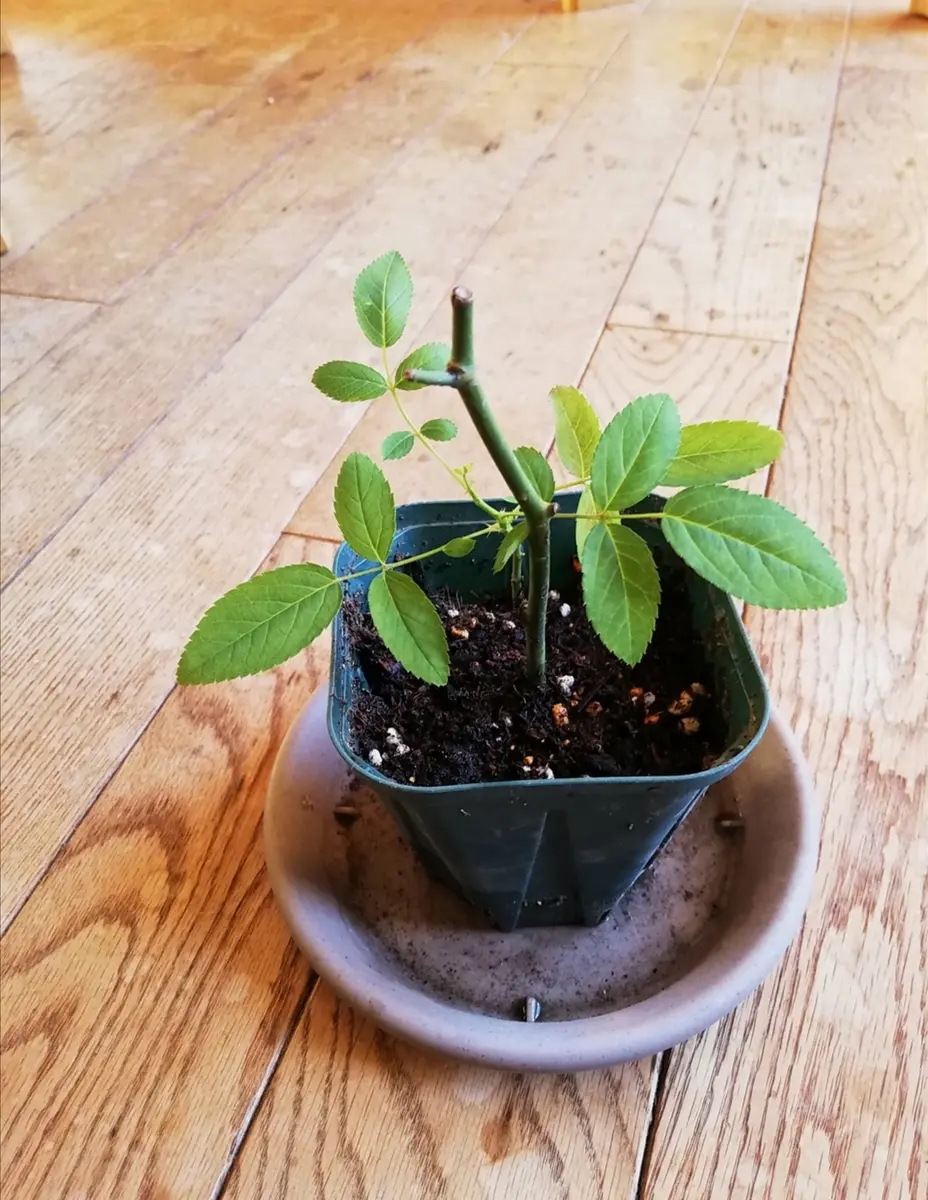 バラ挿し木苗ご予約分