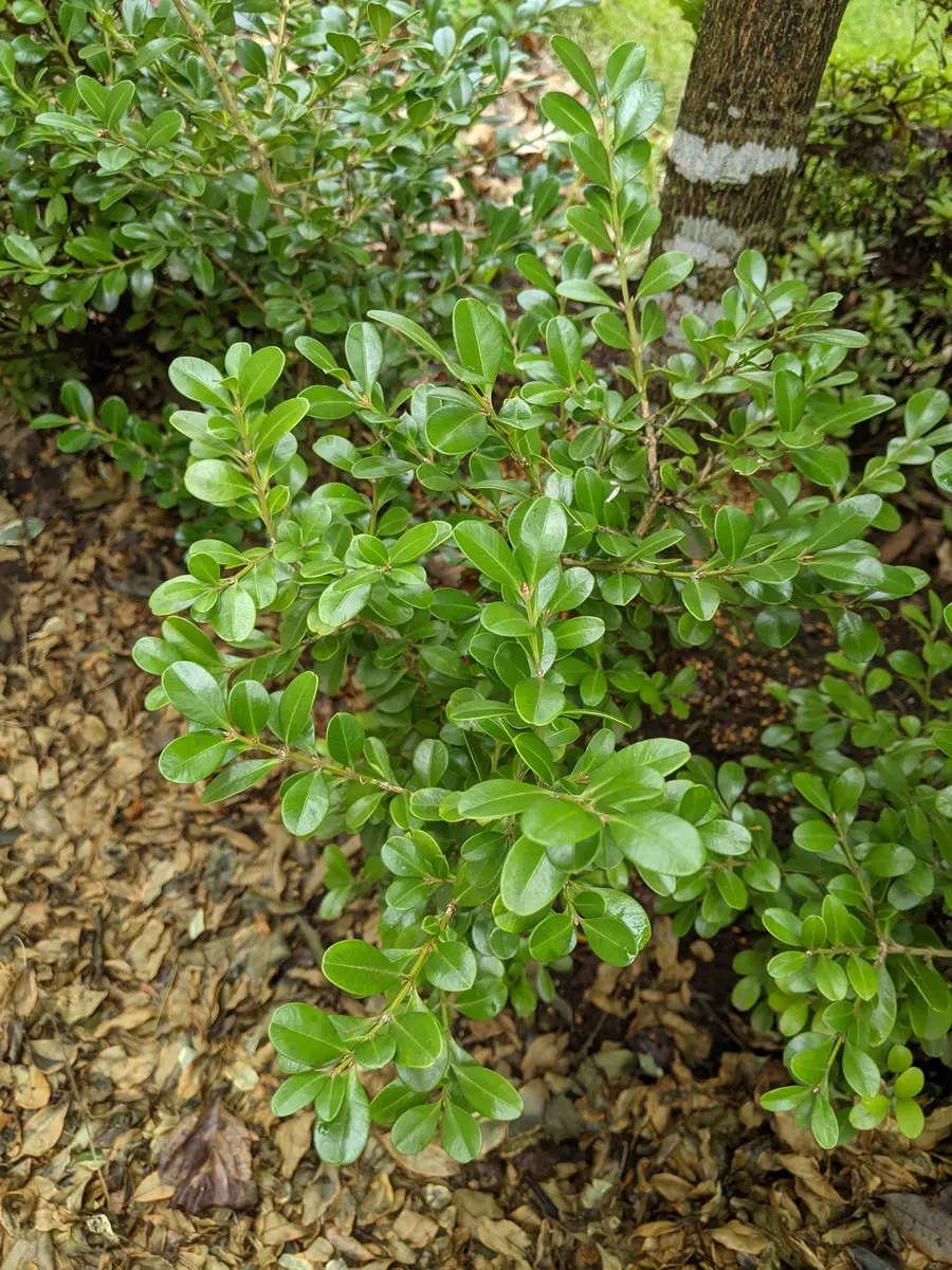 自宅の庭にあるこの植木の名前を知りたいです！分かる方いらっ