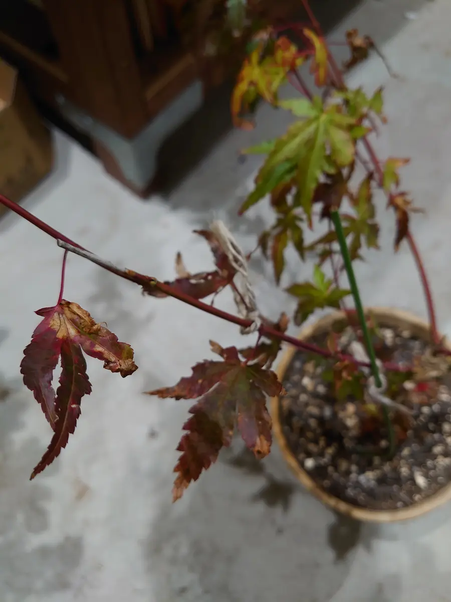 のなめ様 確認用もみじ苗 花まとい カエデ・もみじ の特徴と育て方