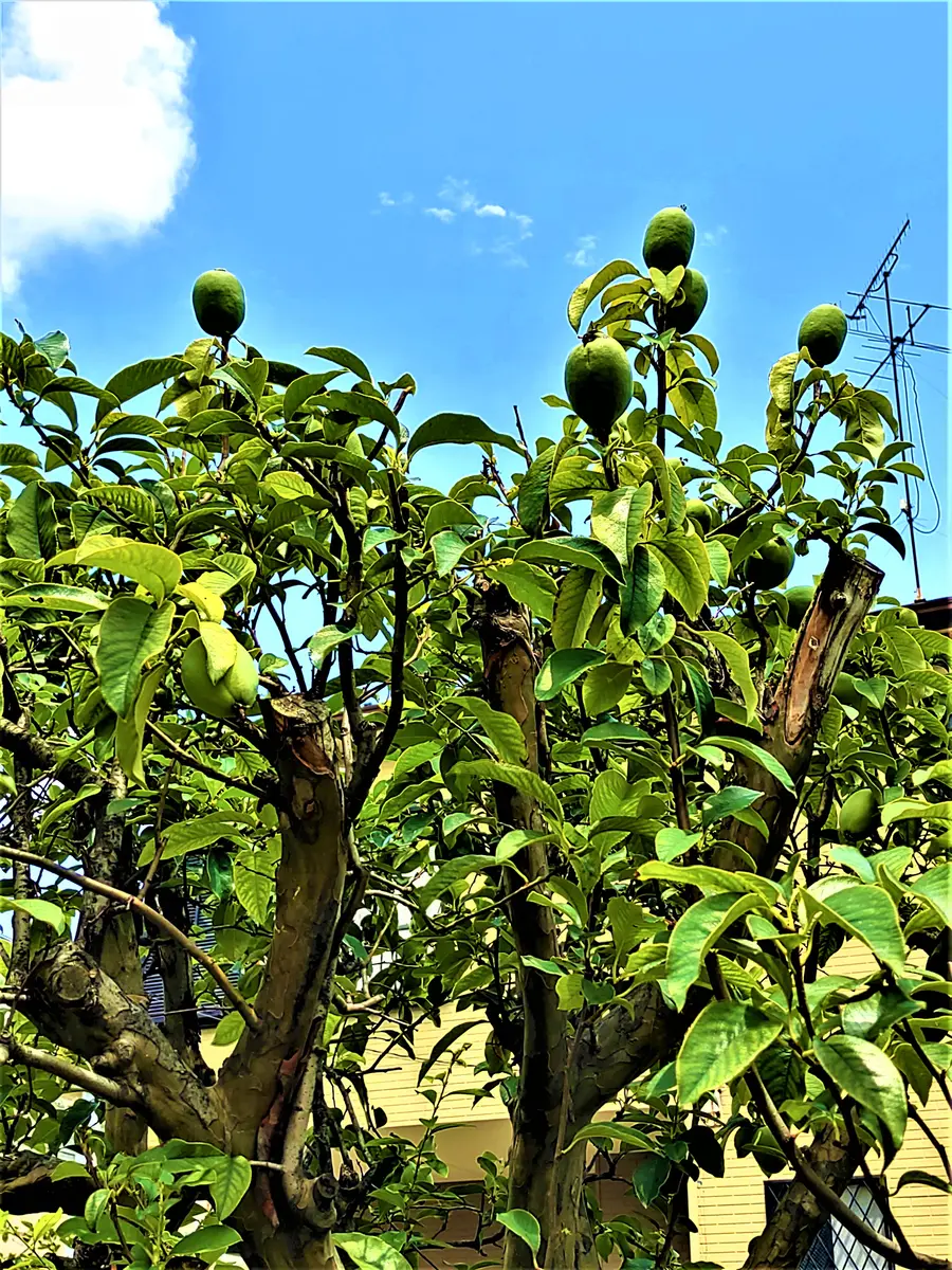栗の木 天津甘栗 成木 果樹 健康的な苗木 三原山栗の