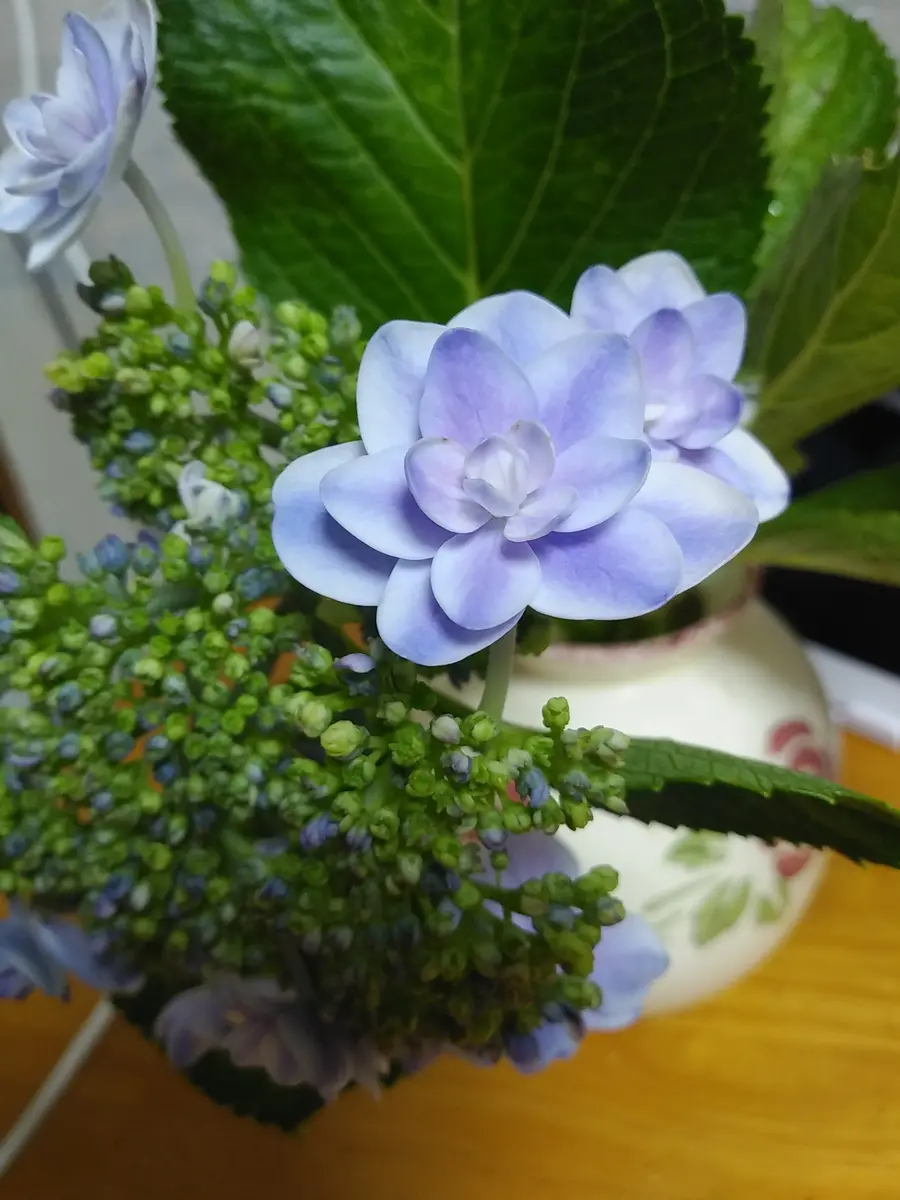 たびたびすみません😣💦⤵️今朝、農協で見たことのない紫陽花