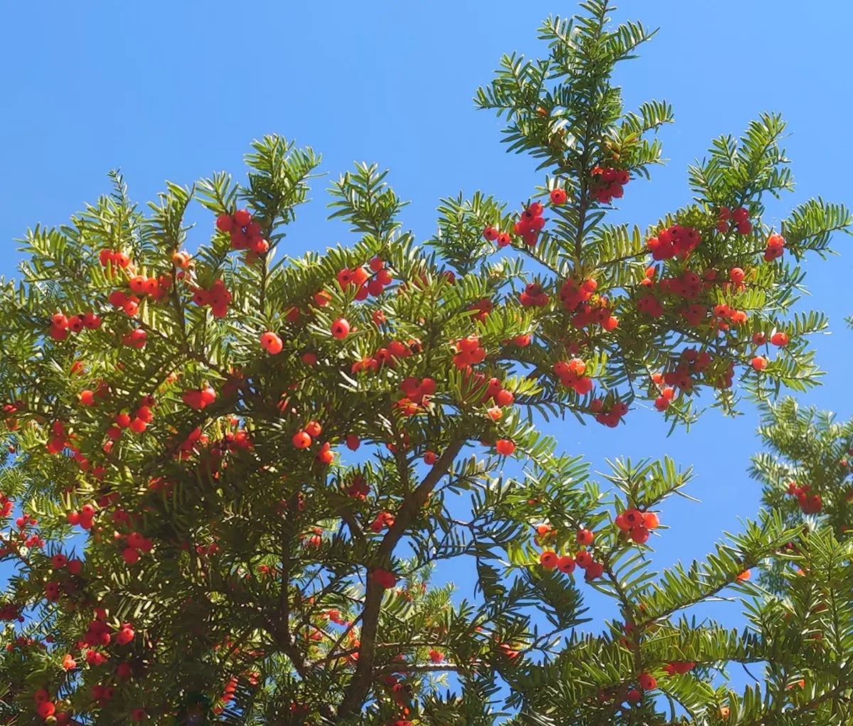 長野県で見かけたこの木は何というのでしょう。赤い実（花