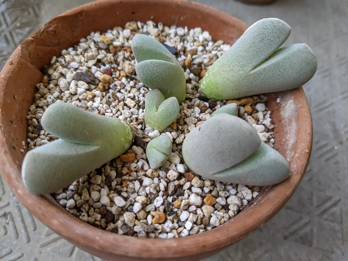 数年前から育てているコノフィツムの花が咲かず、また、直立せ