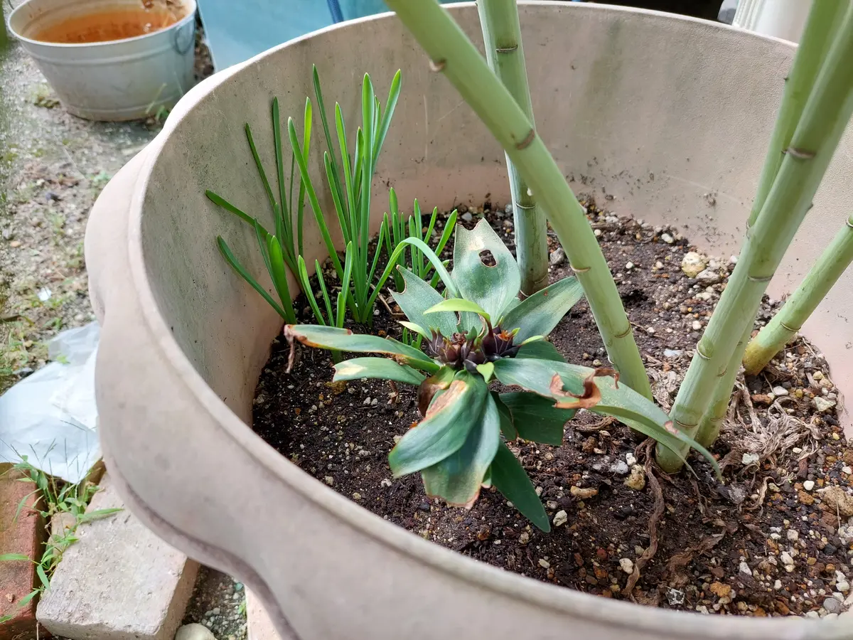 昨年、カサブランカの球根を三個同じ鉢に植えました。二本は大