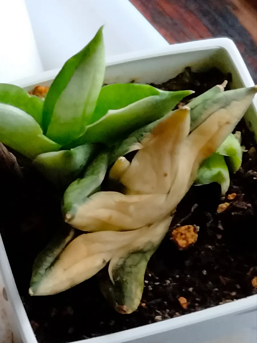 サンスベリアが葉焼けしてしまいました。抜き取った方がいいで