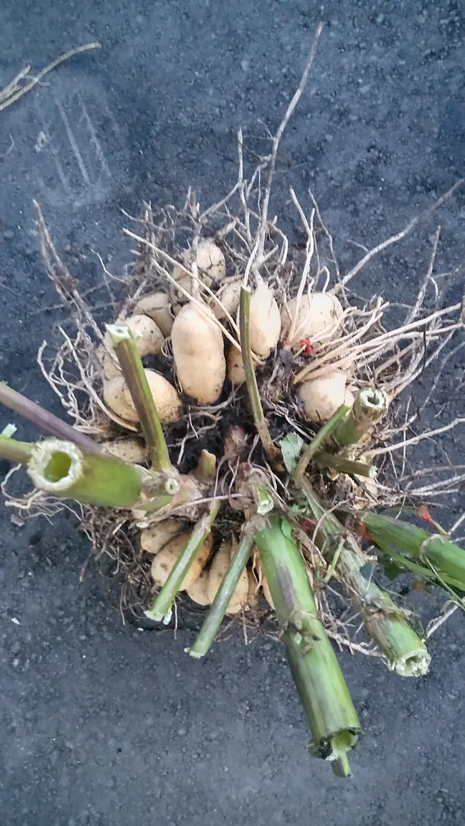 ダリアの球根の保存方法についての質問です。数日前にダリア｜園芸