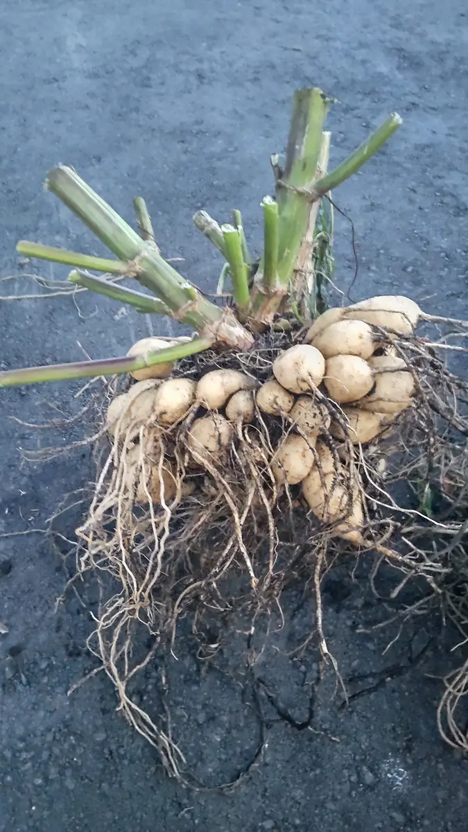ダリアの球根の保存方法についての質問です。数日前にダリア｜園芸