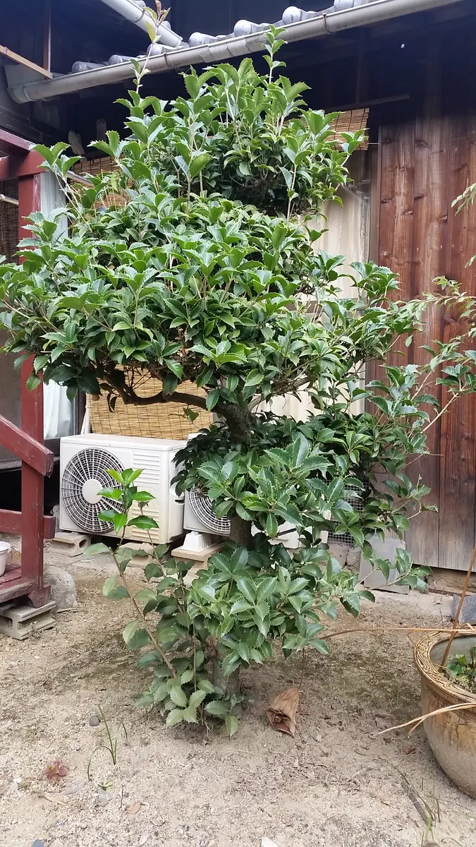 銀木犀・太木・苗木／樹高90㌢に剪定済み 銀木犀／太木／植木／