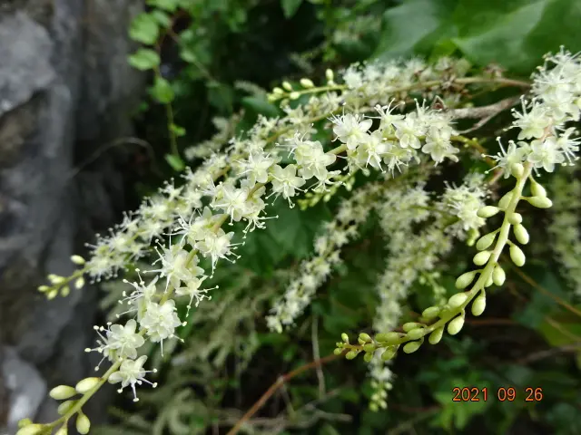 この植物の名前を教えて下さい。蔓性で、○○カズラと呼びたいよ