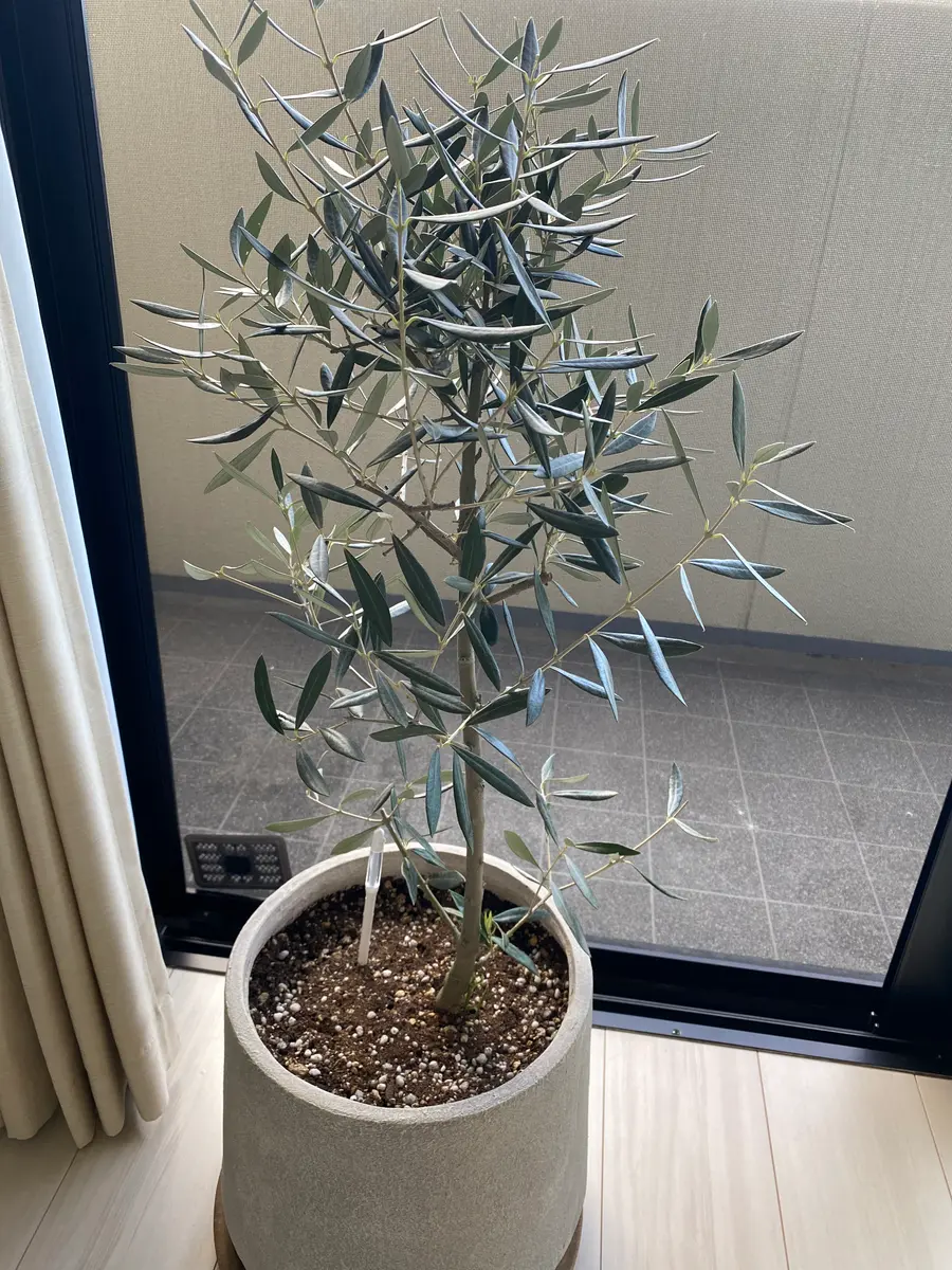1ヶ月ほど前に購入したオリーブの根元に芽が生えてきました。｜園芸