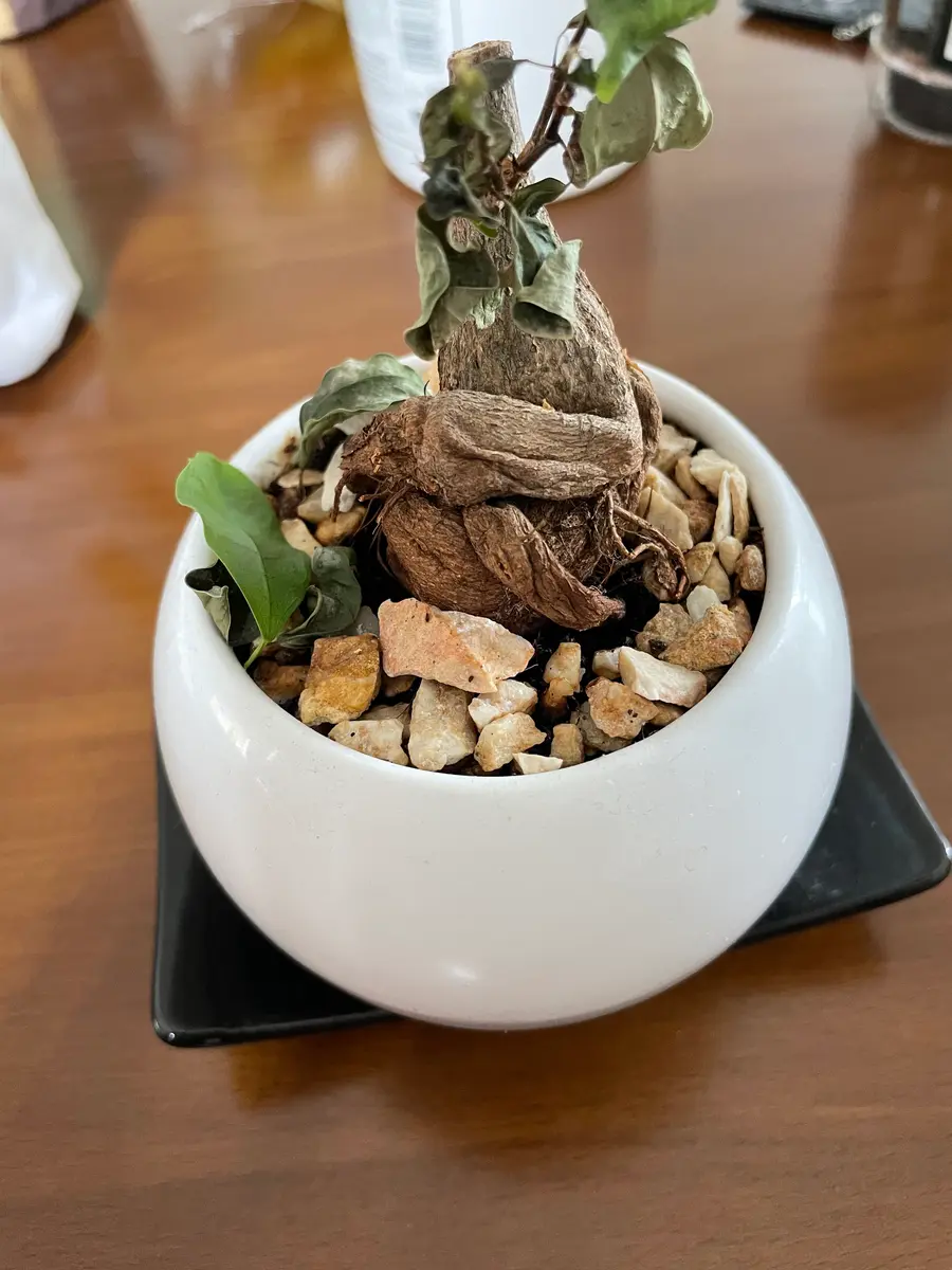 がじゅまる　No5 初めての投稿です。今年の一月から室内で育てていたガジュマル