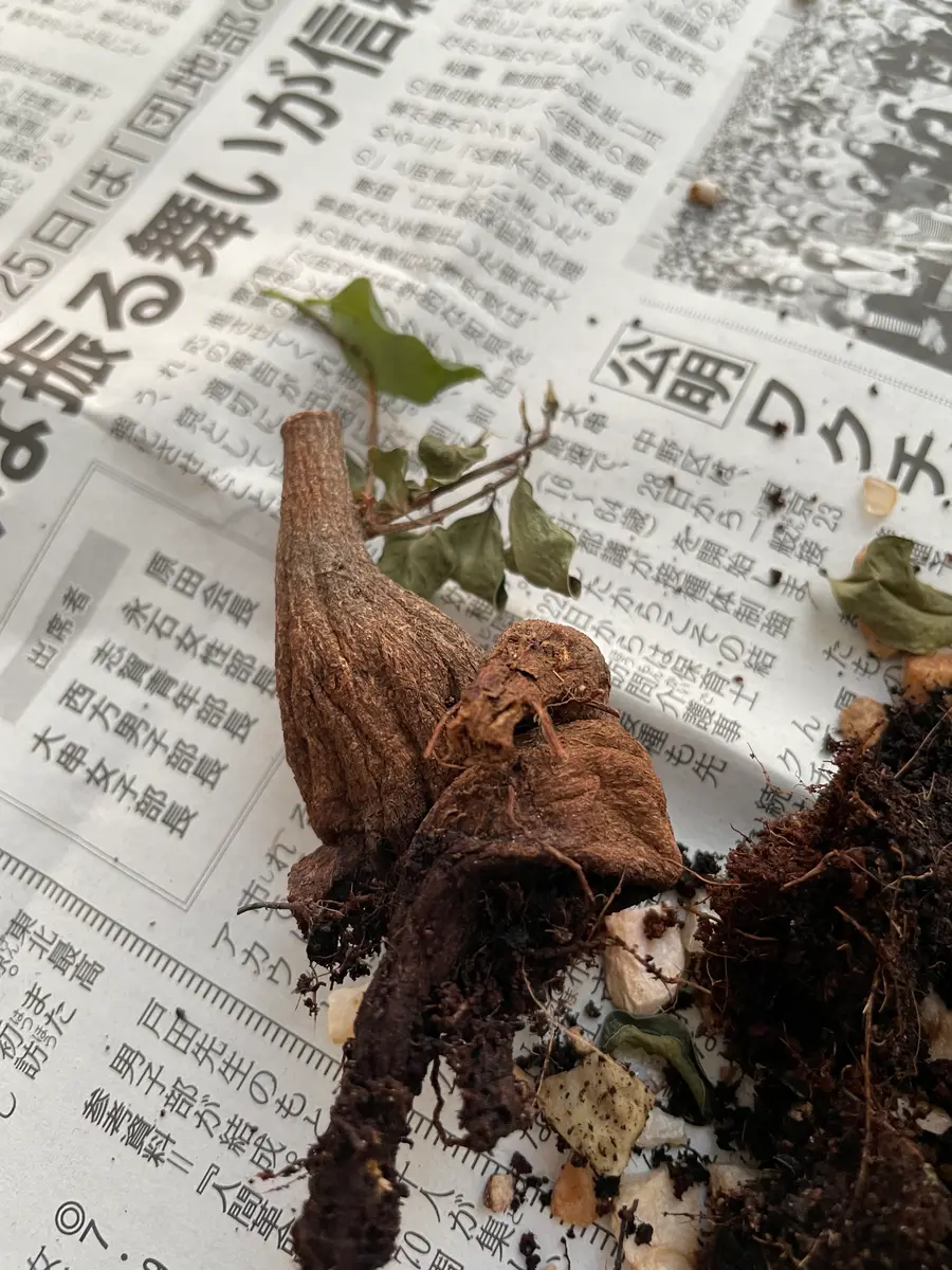 初めての投稿です。今年の一月から室内で育てていたガジュマル