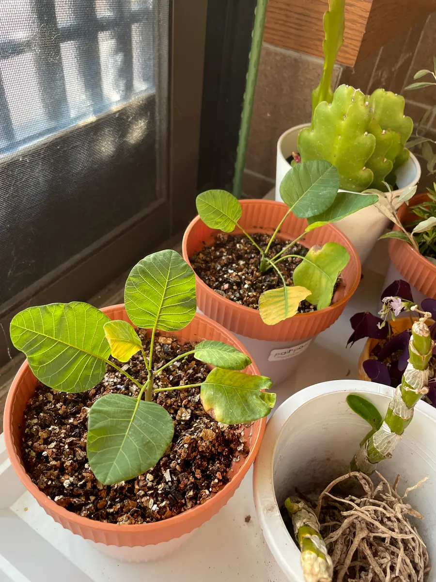 観葉植物❤ミモザ苗❤150cm❤インテリア❤鉢植え ぶちまけ