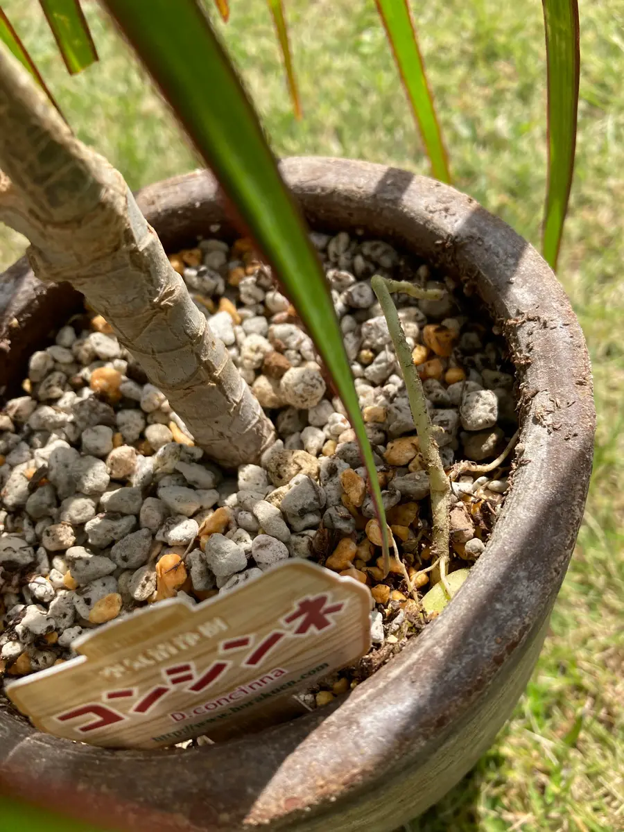 購入して約1年半のドラセナについておうかがしたいです。は｜園芸
