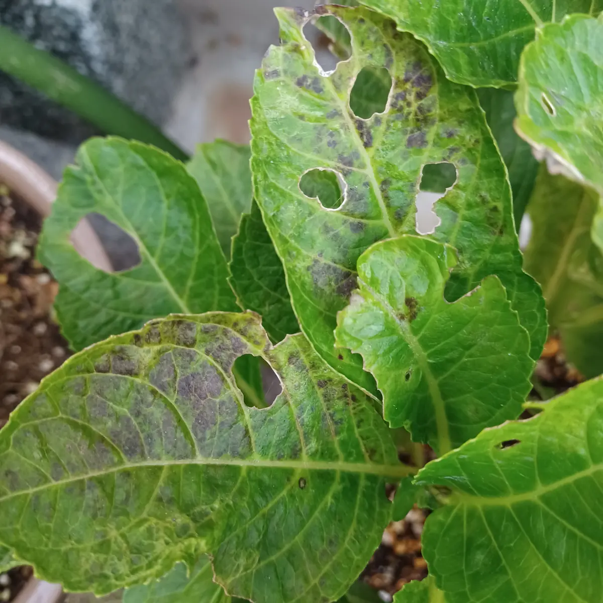 紫陽花 黒い 斑点