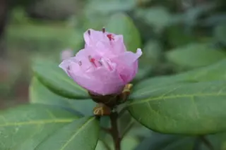 今日長居植物園で見ました。木の近くに「ヒカゲツツジ」の札が