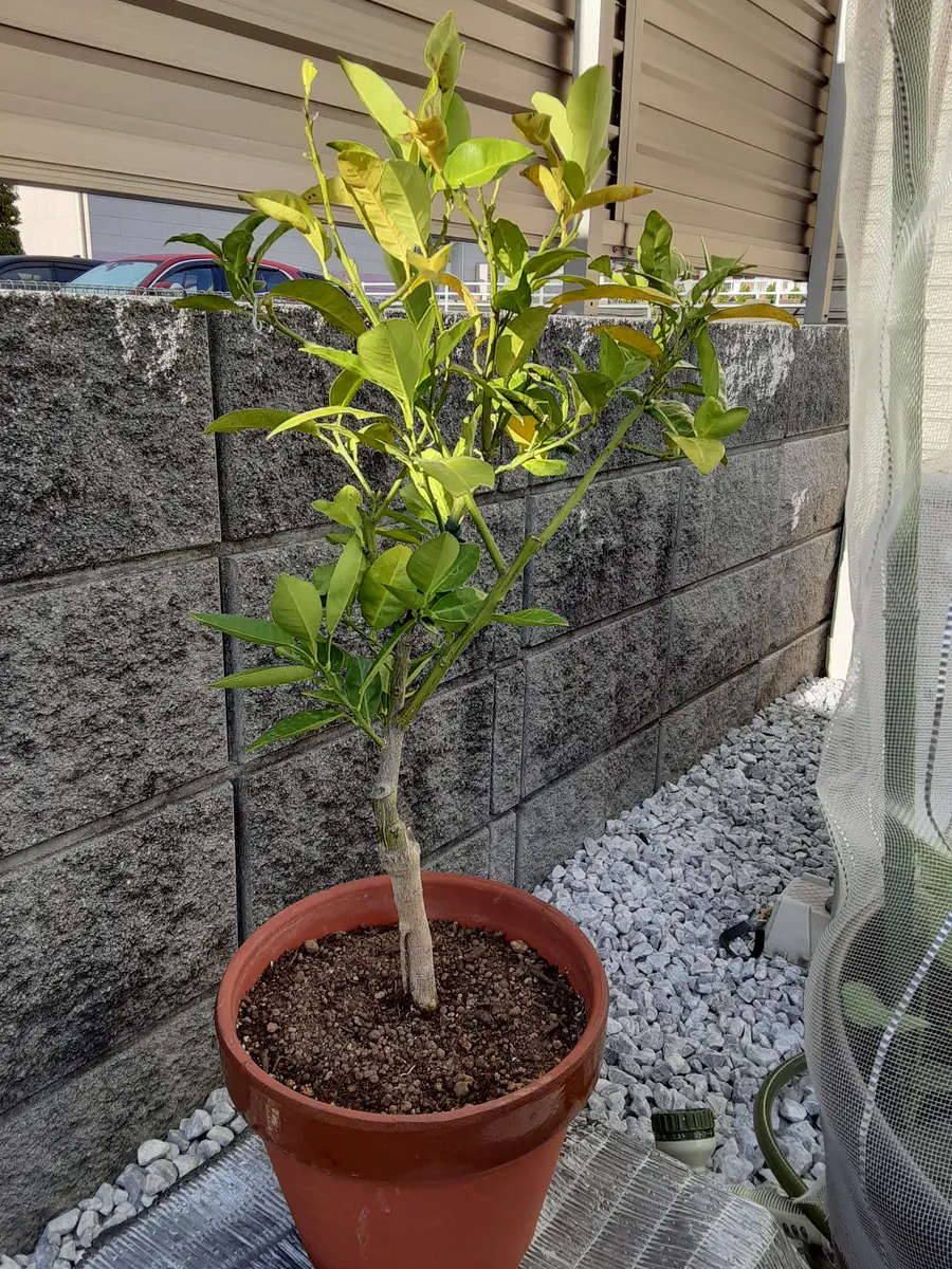 グレープフルーツの木 グレープフルーツの木 - Grapefruit tree - Citrus X paradisi.の写真
