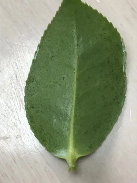 葉っぱの裏がツルツルなので、椿かなと思いますが、先に咲いた