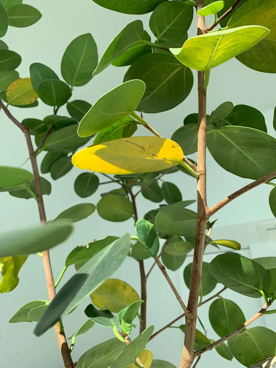 オオバンボダイジュ 観葉植物 （観葉植物について質問です9月の