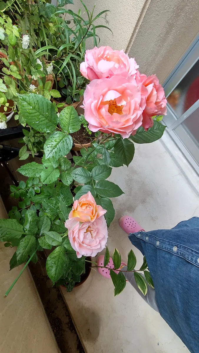 この薔薇の名前を教えて下さい。色→コーラルピンク？花→中輪