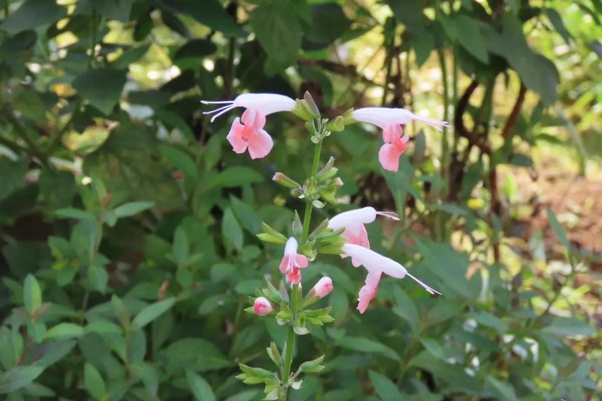 知人から頂いた種から育てたサルビアです。調べてみると「サル