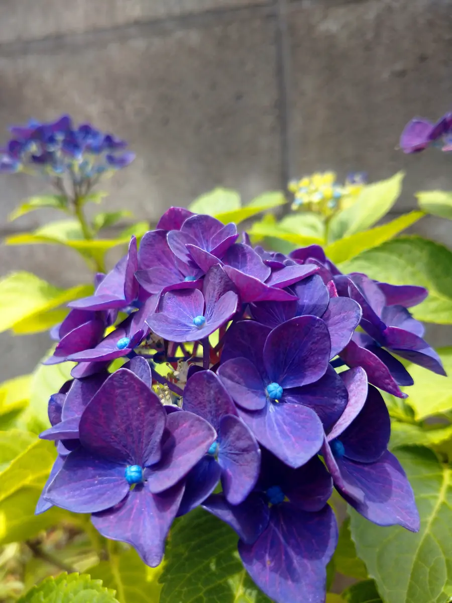 アジサイ 6種6鉢 紫陽花 （鉢植えのアジサイ(紫陽花)の土の配合