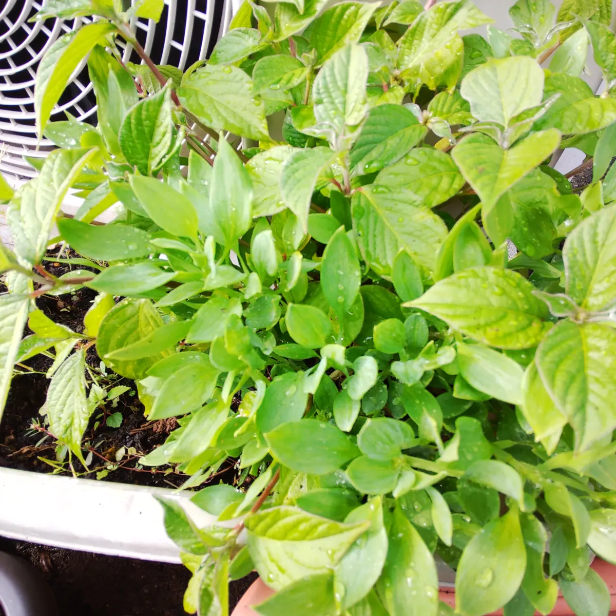 こんにちは。この葉っぱ達の名前がわかる方がいれば教えてくだ
