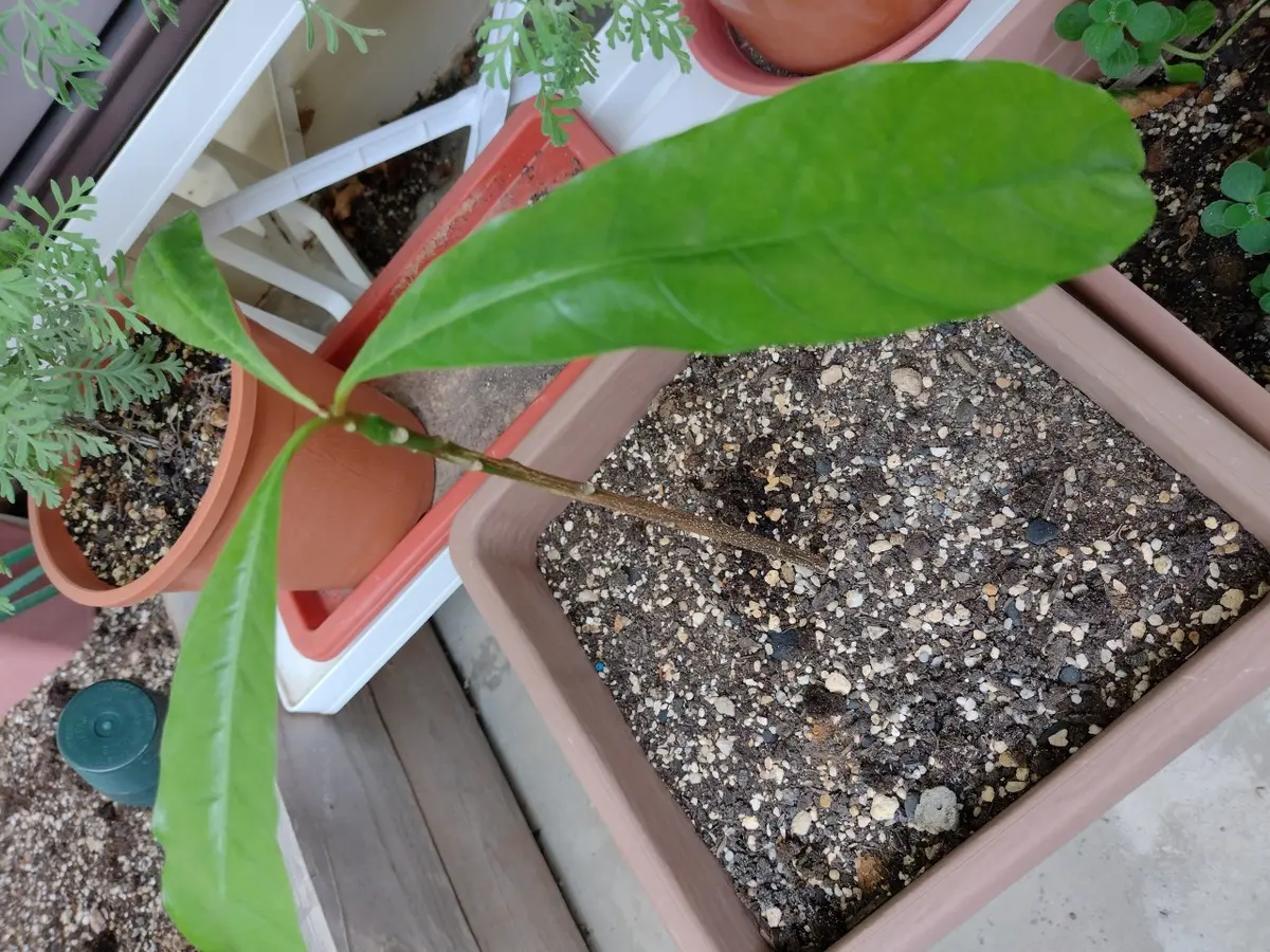 沖縄 宮古島産のカニステル 今年4月に種を植え6月に発芽/超元気いっぱい/2本 Amazon.co.jp: 期間限定 3～5月 沖縄県産カニステル 2kg エッグ