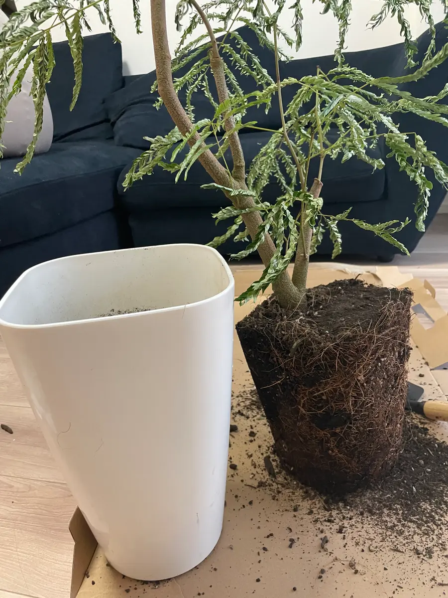 エバーフレッシュを最近育て始めました！1メートルほどある木