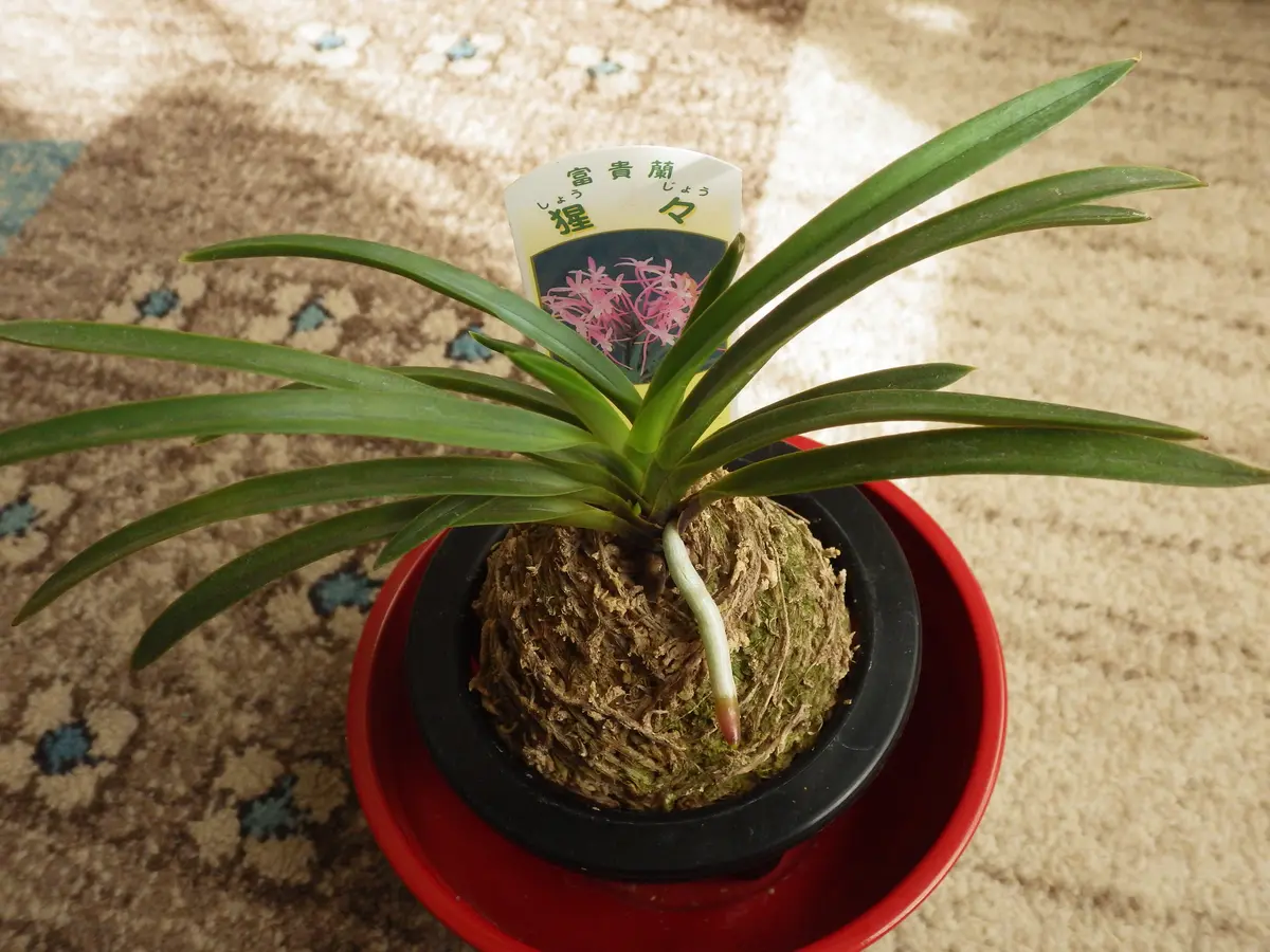 富貴蘭　猩々黄縞 富貴蘭 猩々縞 - 富貴蘭の日記 芳香庵