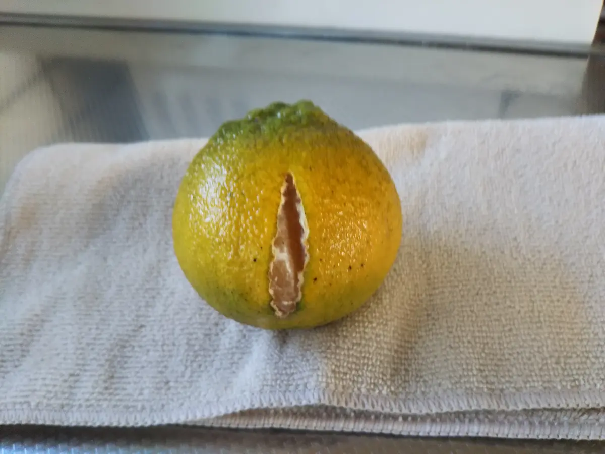 不知火 3年生 実つき！ 楽天市場】みかん 苗木 【デコポン 不知火】 3