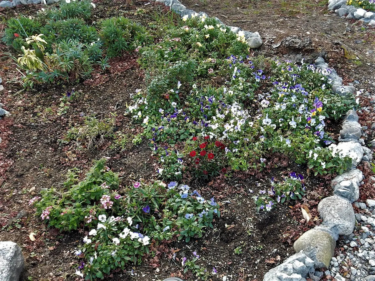 庭に石で囲い花壇を作っています。この花壇の用土について教...｜園芸 