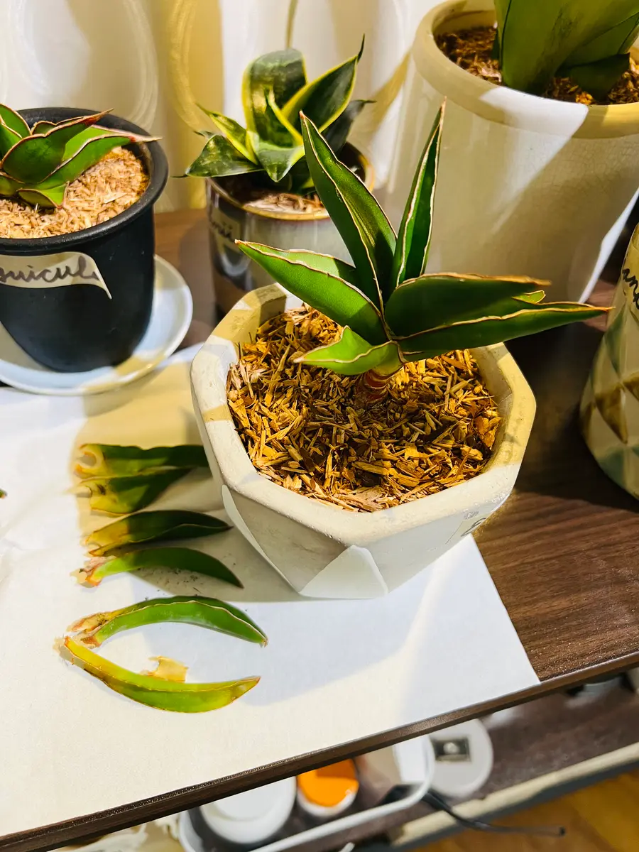 以前、下記の質問で、サンスベリアのエーレンベルギーの葉っぱ