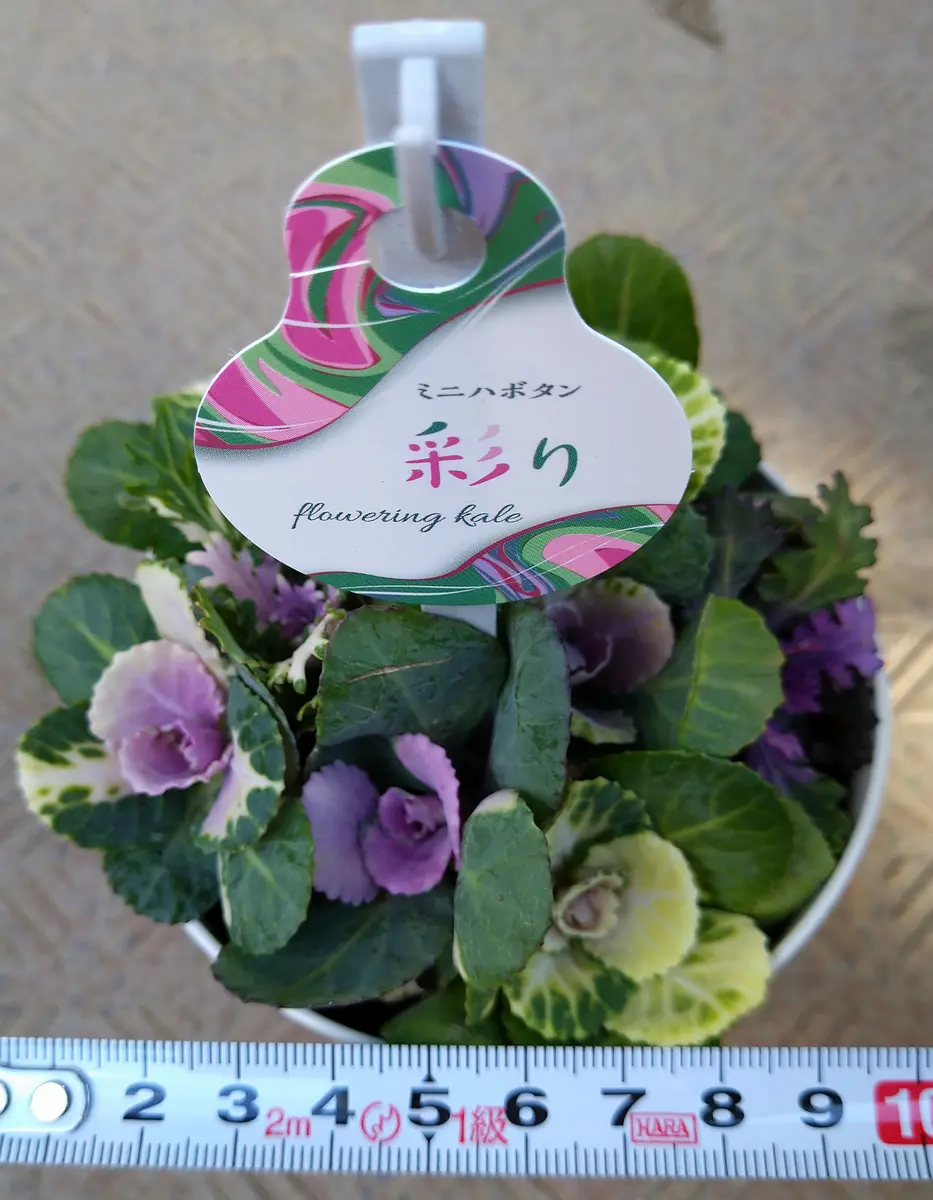 ミニハボタンのアレンジ・世話について」奥さんがミニハボタ｜園芸