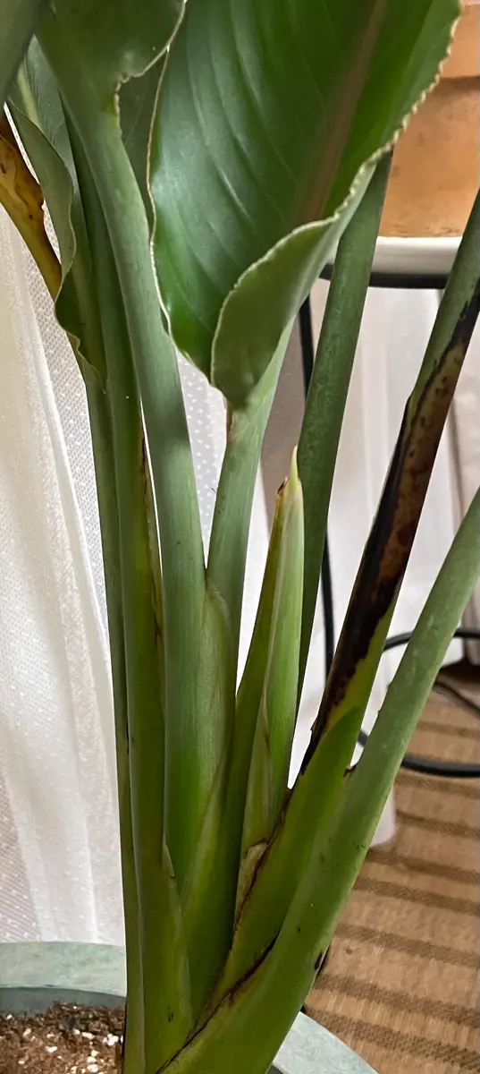 ストレチア レギネ 10号 | 観葉植物 | インテリアやギフトに