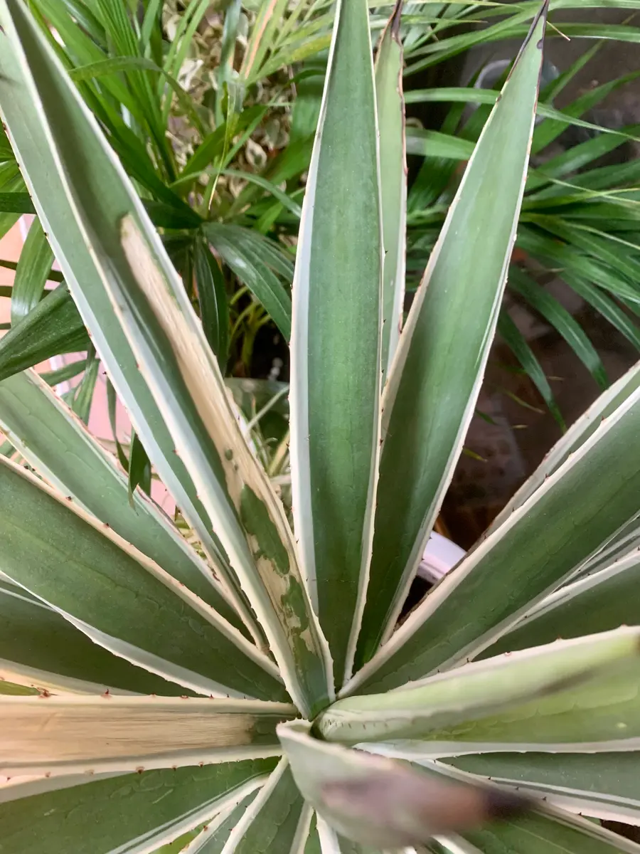 初めて白閃光の古株を購入しました。購入から3週間程になりま