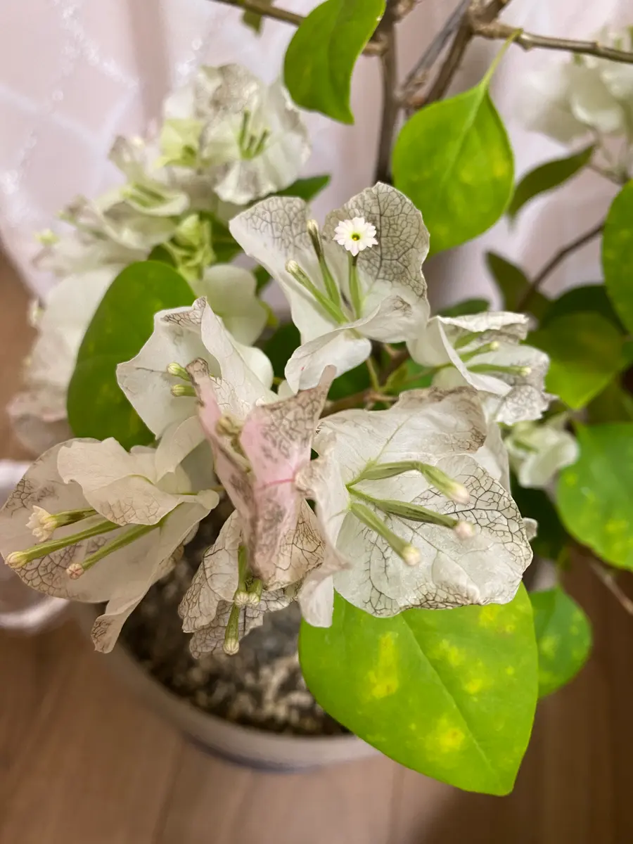 ブーゲンビリア 八角形鉢植え