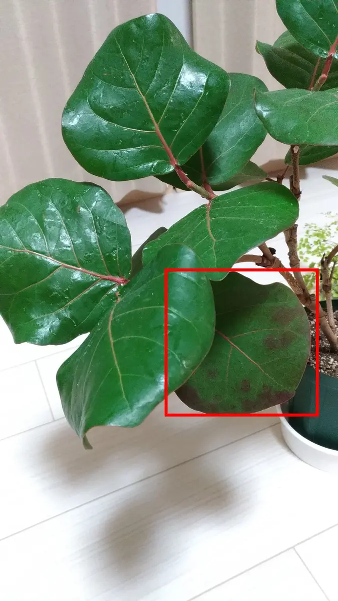 シーグレープ　15 60444-1SS_1024x1024.jpg?v=