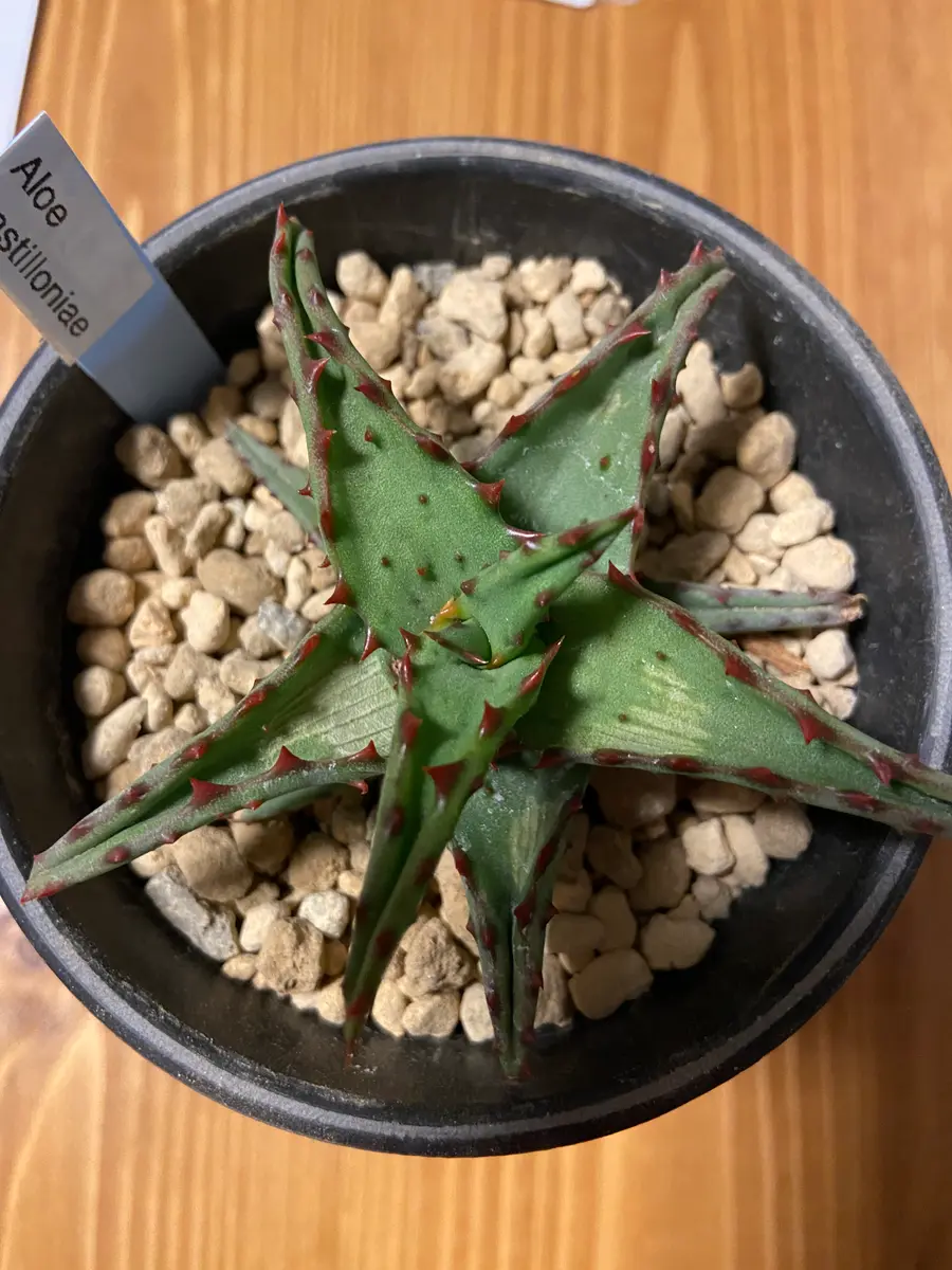 【気質アップ】 お聞きしたいです！アロエカスティロニアエなんですが、一部 その他多肉植物