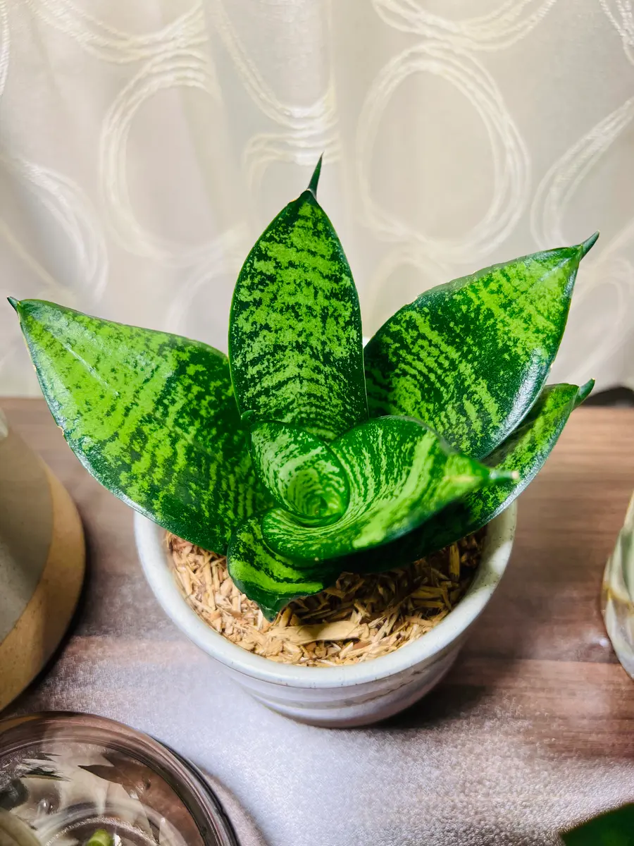 サンスベリア ムーンシャイン バルーン陶器鉢 植え込み発送 払え