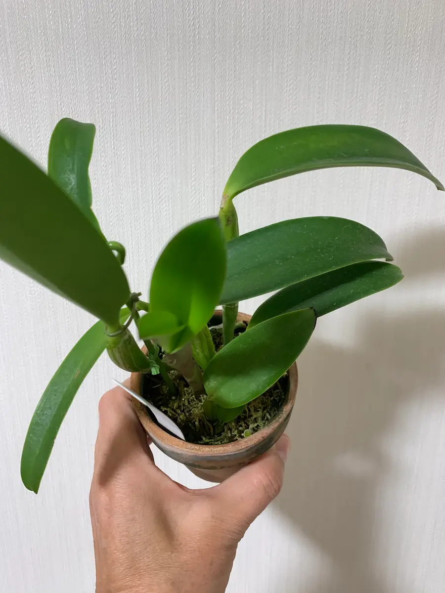 アテモヤ　鉢植え　花芽あり アテモヤ 鉢植え 花芽あり